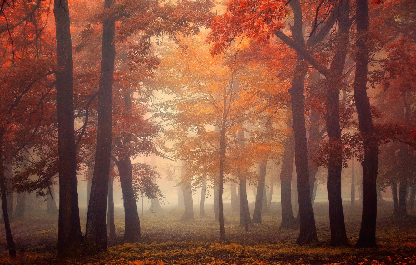 Photo wallpaper autumn, forest, leaves, light, trees, fog, light, forest