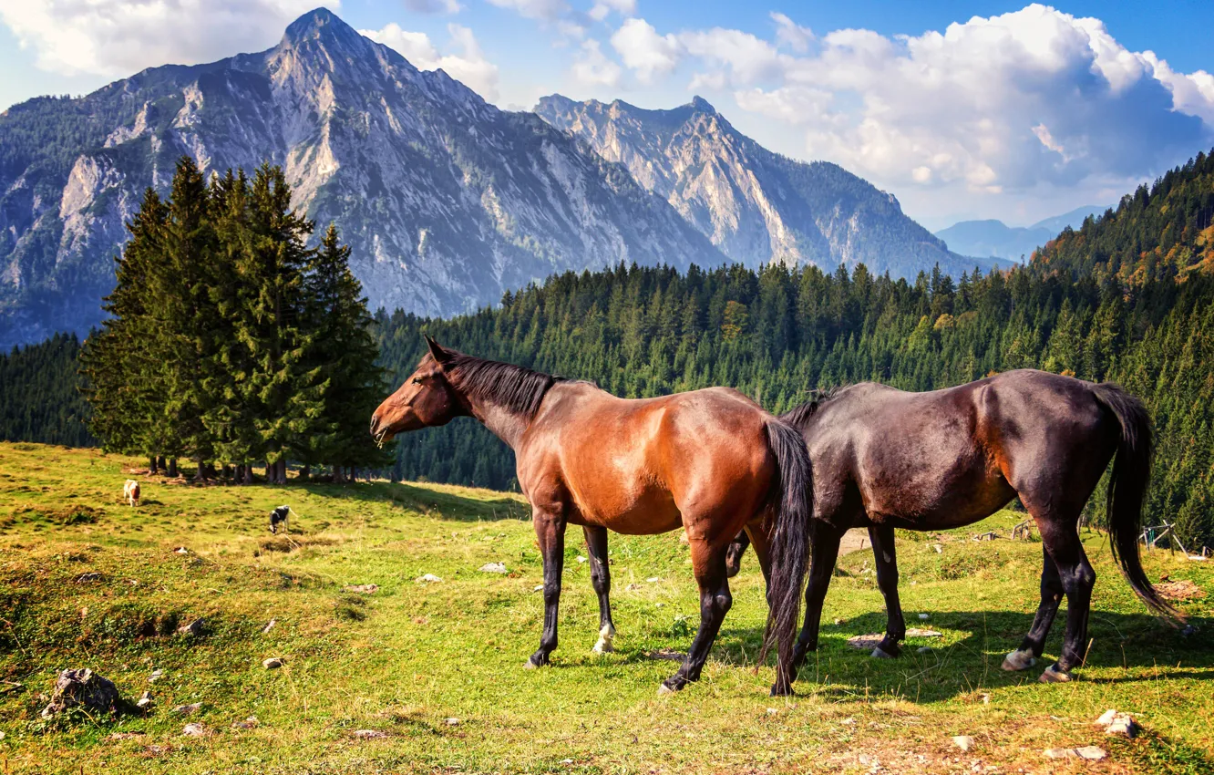 Photo wallpaper forest, mountains, horses, horse, pair