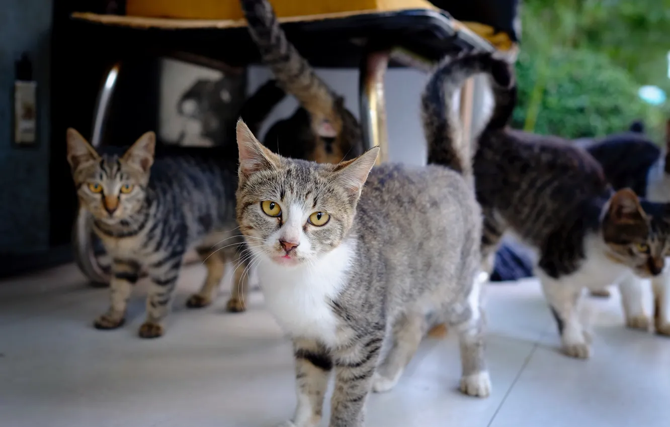 Photo wallpaper cats, gang, striped