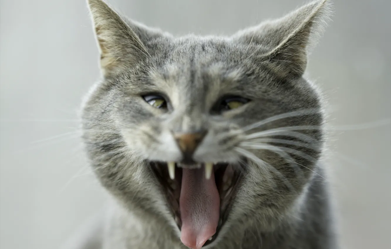 Photo wallpaper language, eyes, cat, grey, mouth, yawns, funny