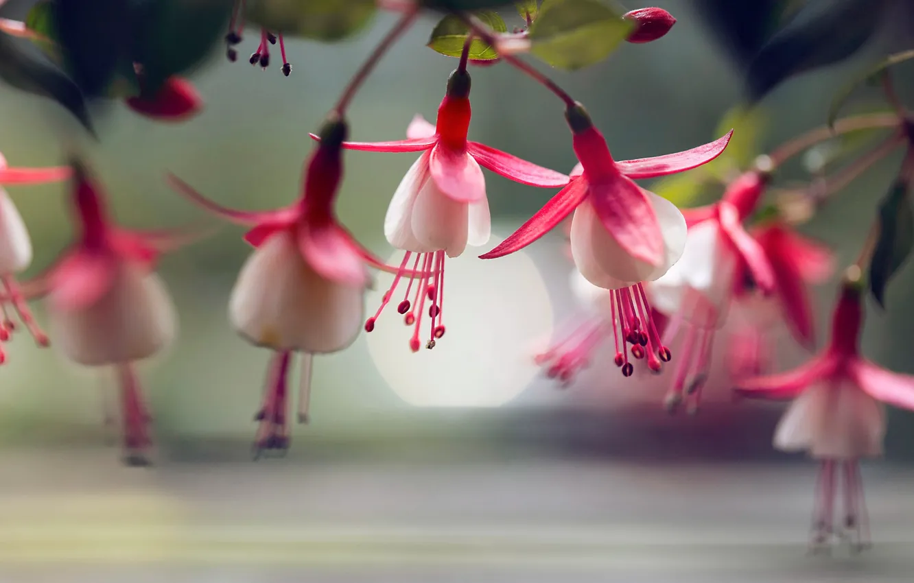 Photo wallpaper macro, flowers, fuchsia, Lee Peiling