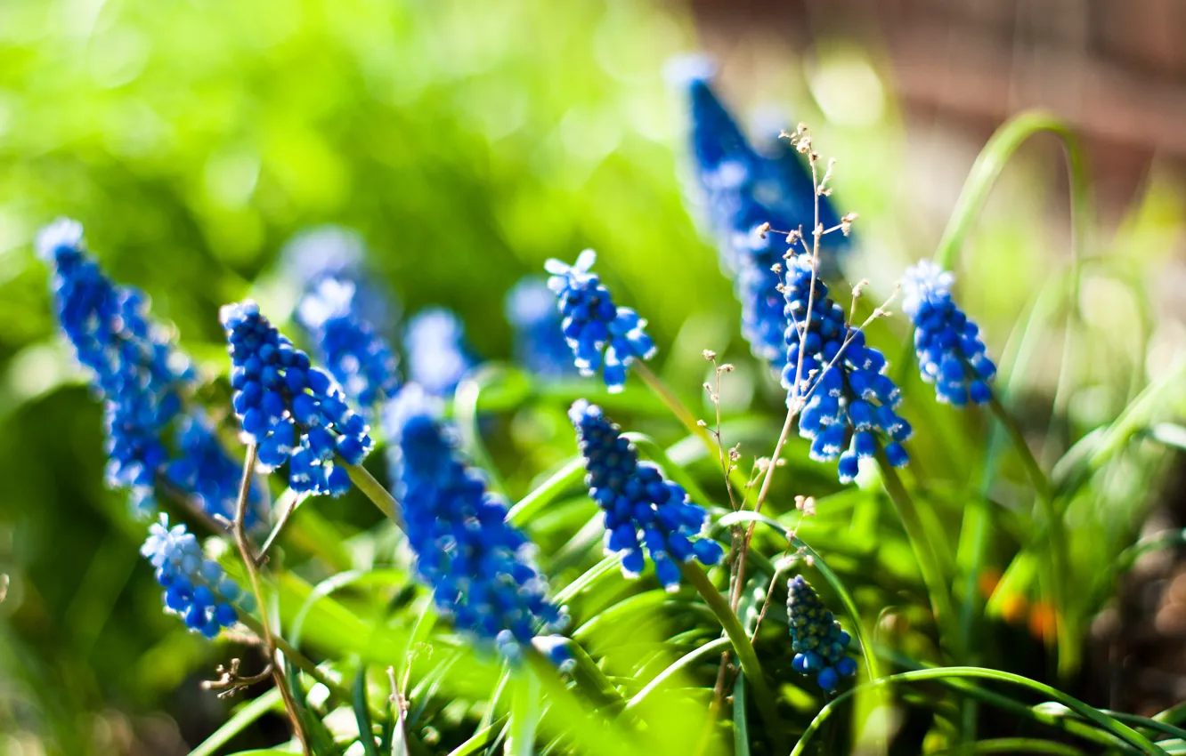 Photo wallpaper summer, light, flowers, nature, Lupine Ladies