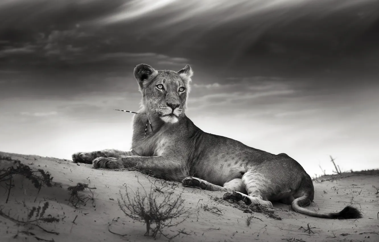 Photo wallpaper sand, cat, clouds, needle, lioness