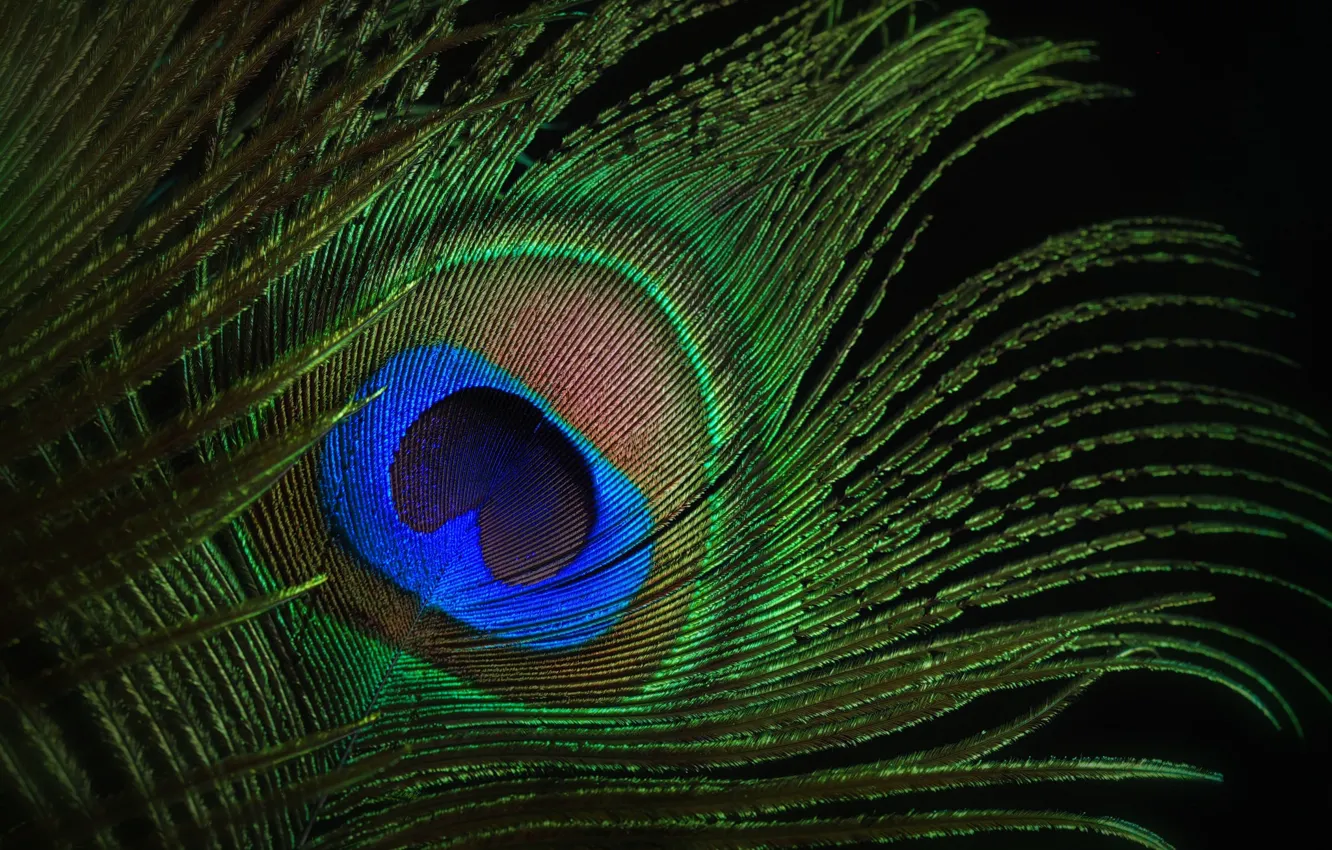 Photo wallpaper macro, eyes, pen, peacock