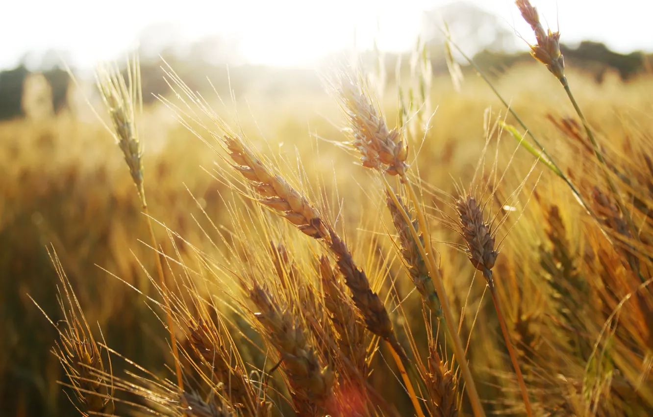 Photo wallpaper wheat, field, grass, spikelets, ears, macro nature