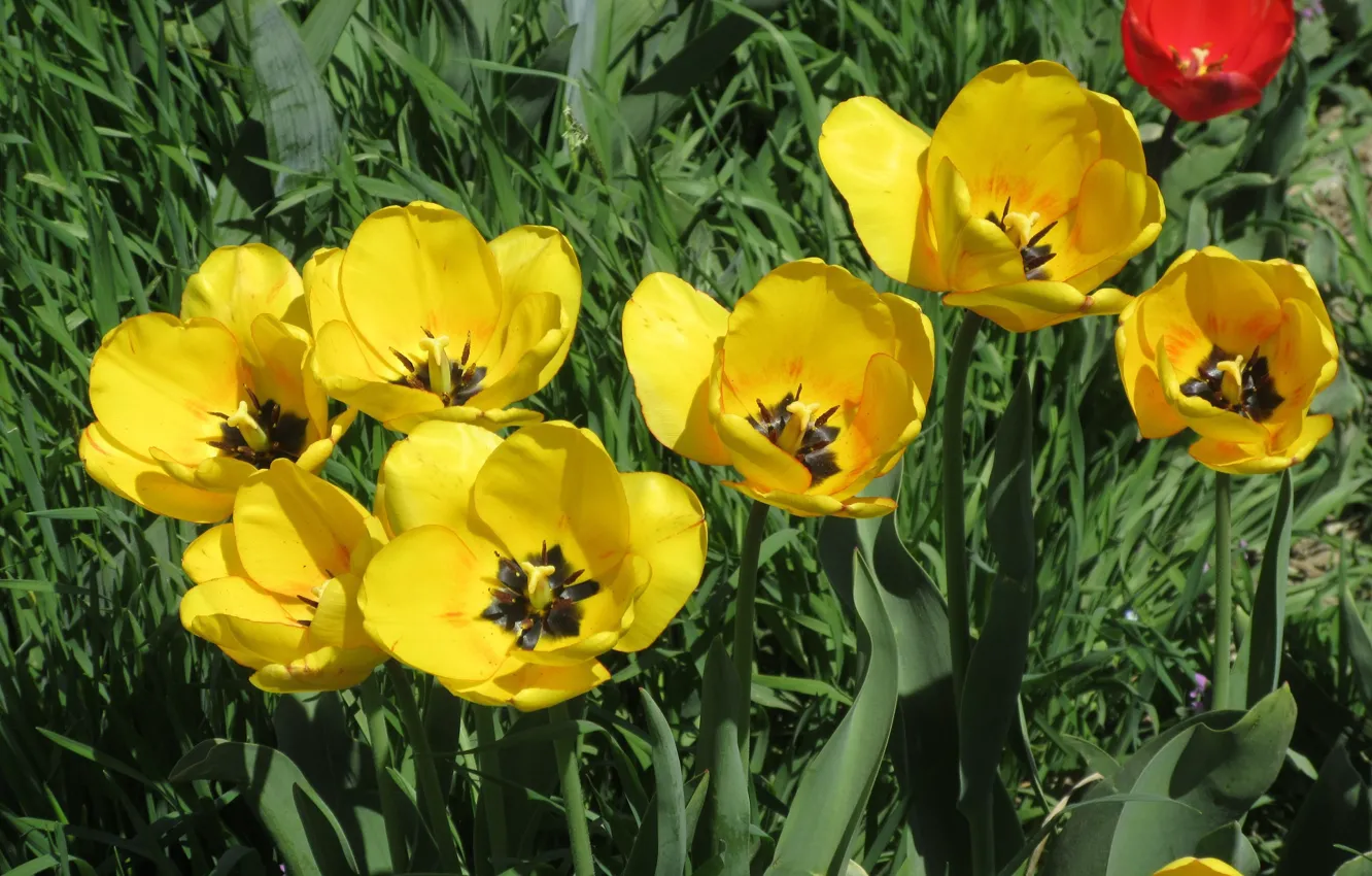 Photo wallpaper flowers, yellow tulips, April, spring 2018, Mamala ©