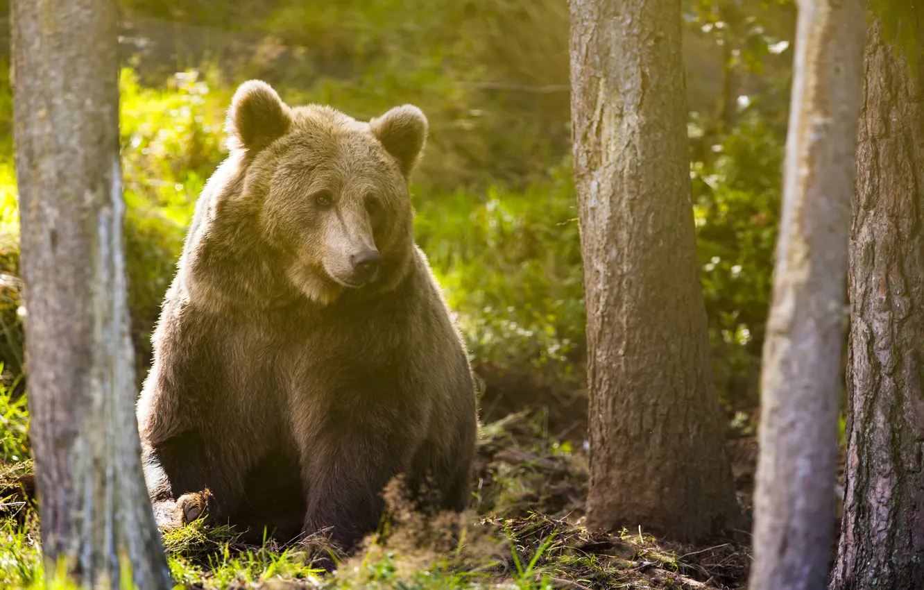 Photo wallpaper forest, trees, nature, animal, bear, sitting