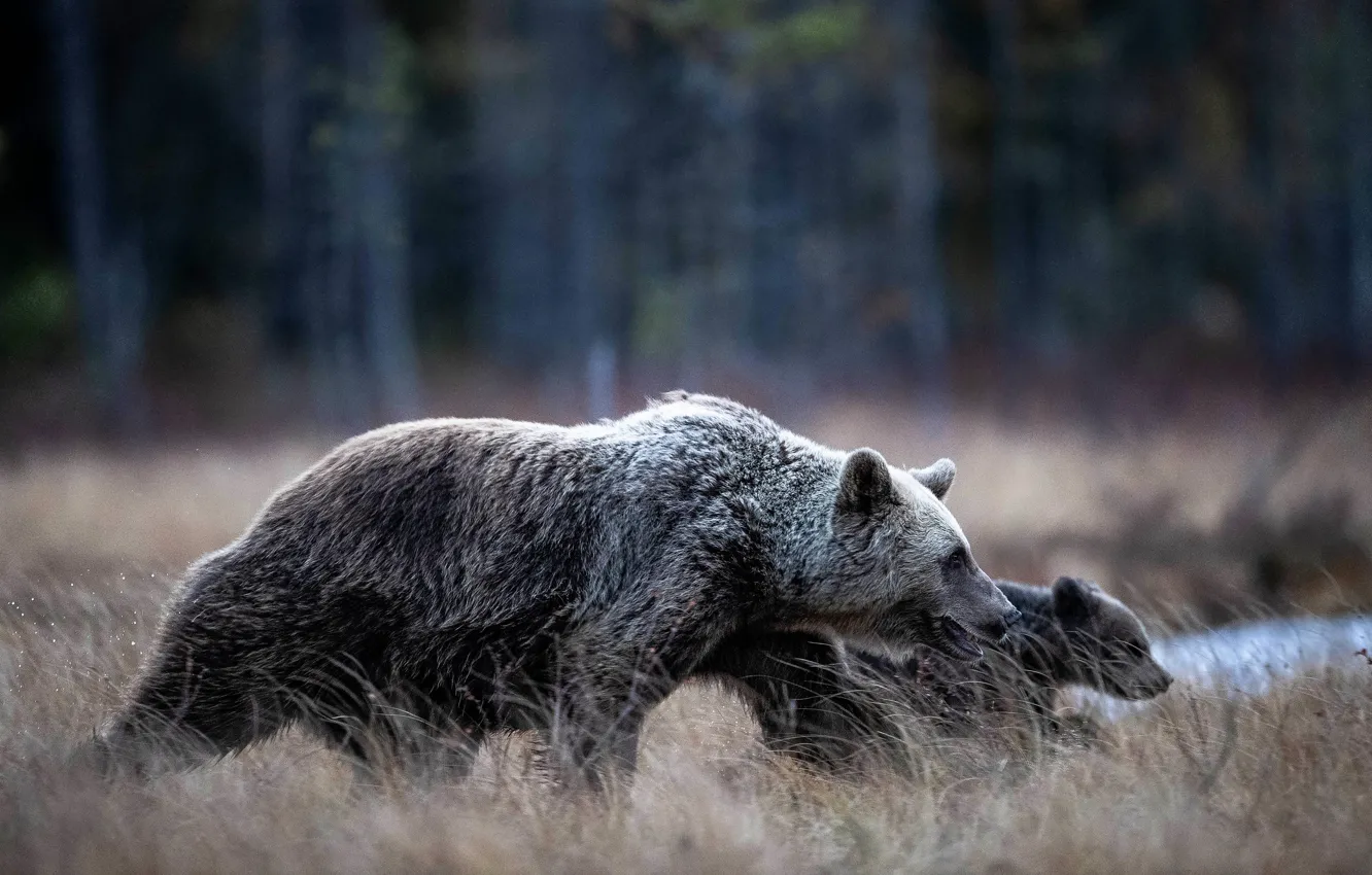 Photo wallpaper forest, nature, bear, profile, bear, walk, bear