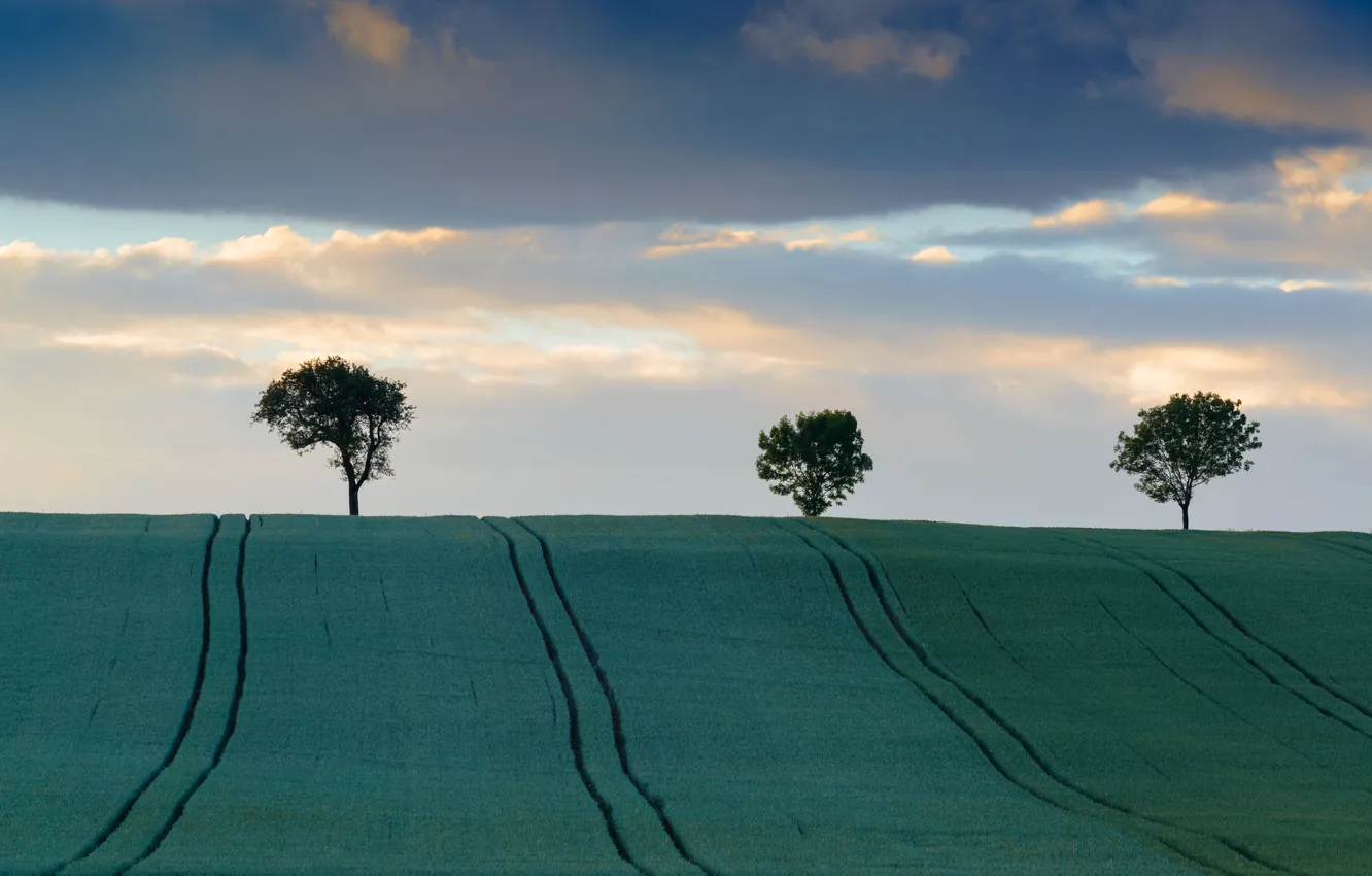 Photo wallpaper field, the sky, clouds, trees, hills
