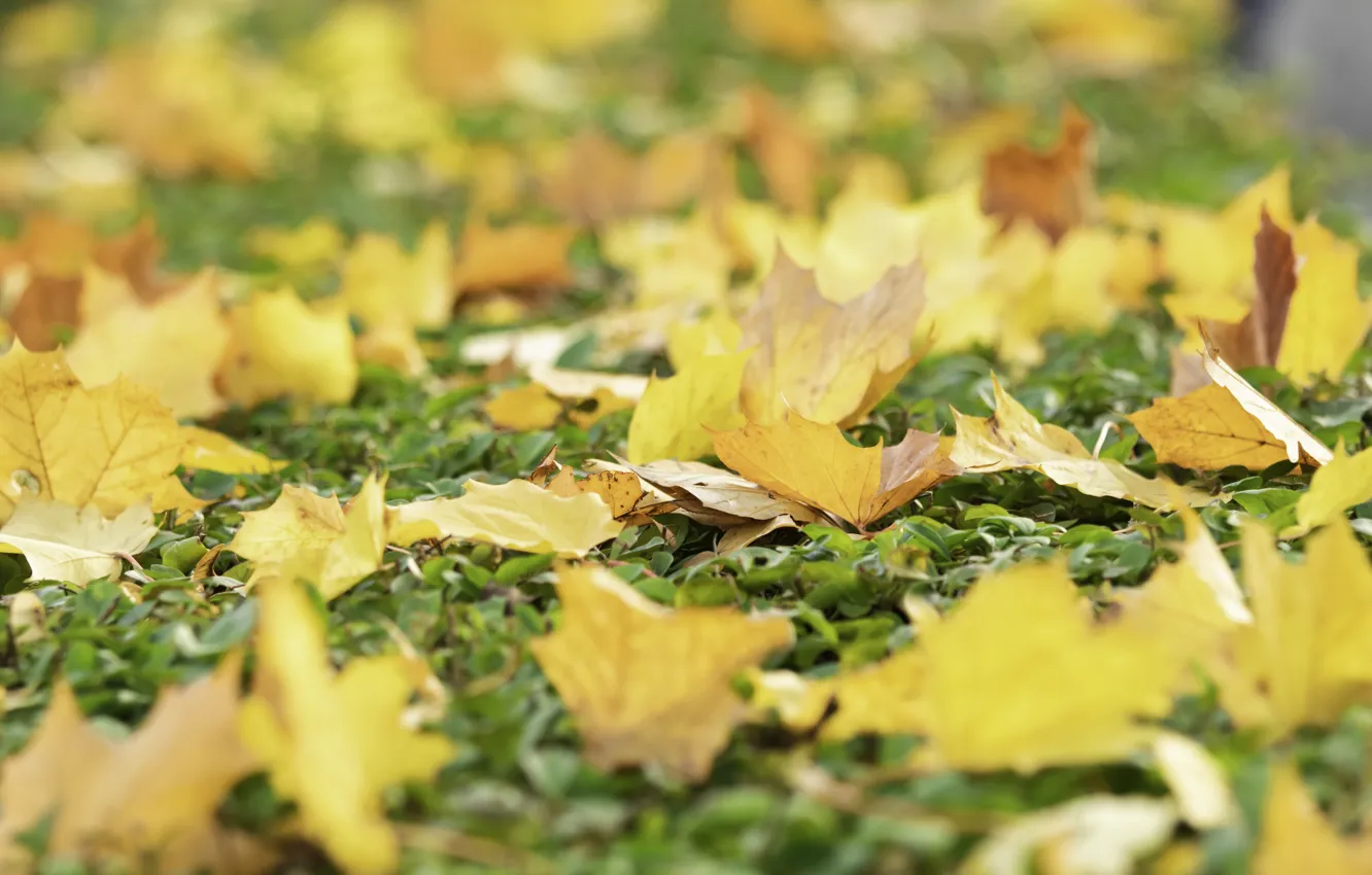 Photo wallpaper autumn, leaves, yellow, background, colorful, maple, yellow, background