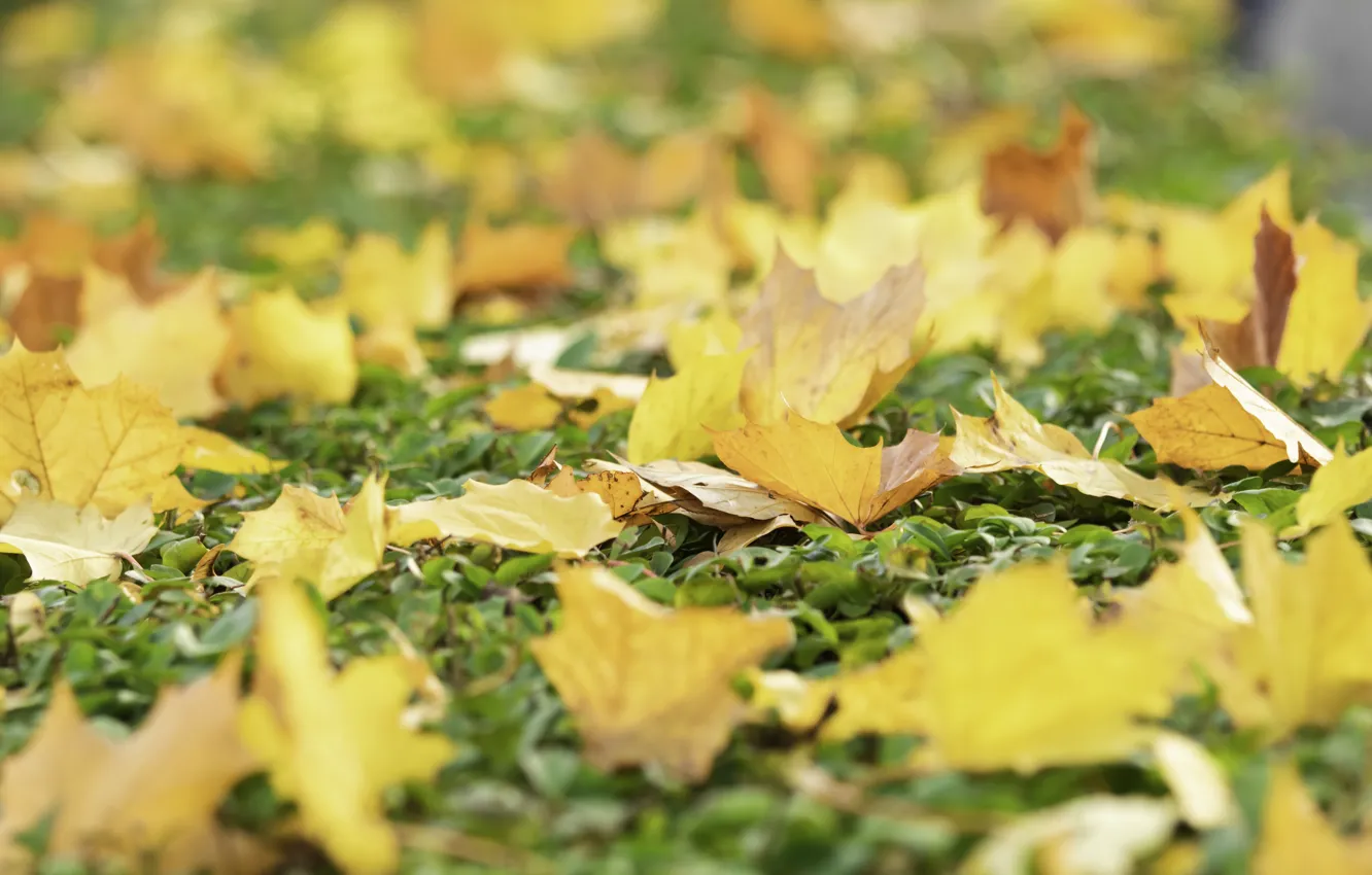 Photo wallpaper autumn, leaves, background, yellow, colorful, maple, yellow, background
