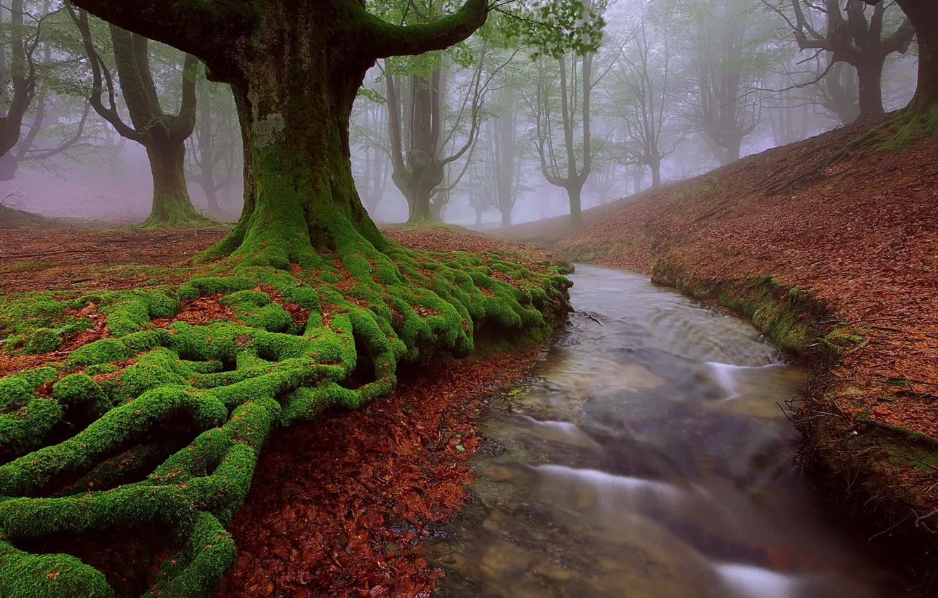 Photo wallpaper autumn, trees, nature, stream, Spain, Basque Country
