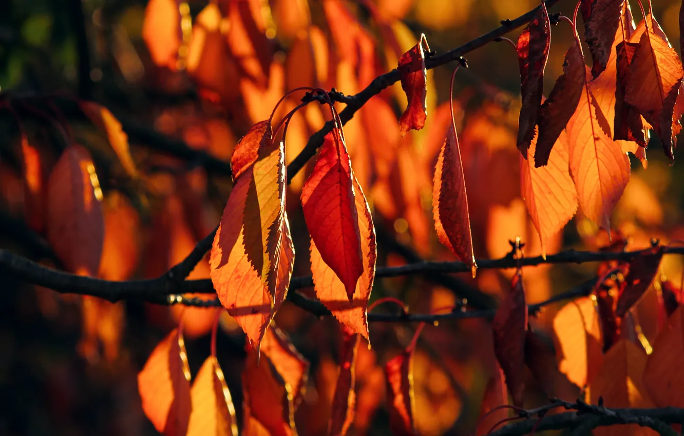 Photo wallpaper autumn, light, branches, foliage, red, the colors of autumn, bokeh, autumn leaves