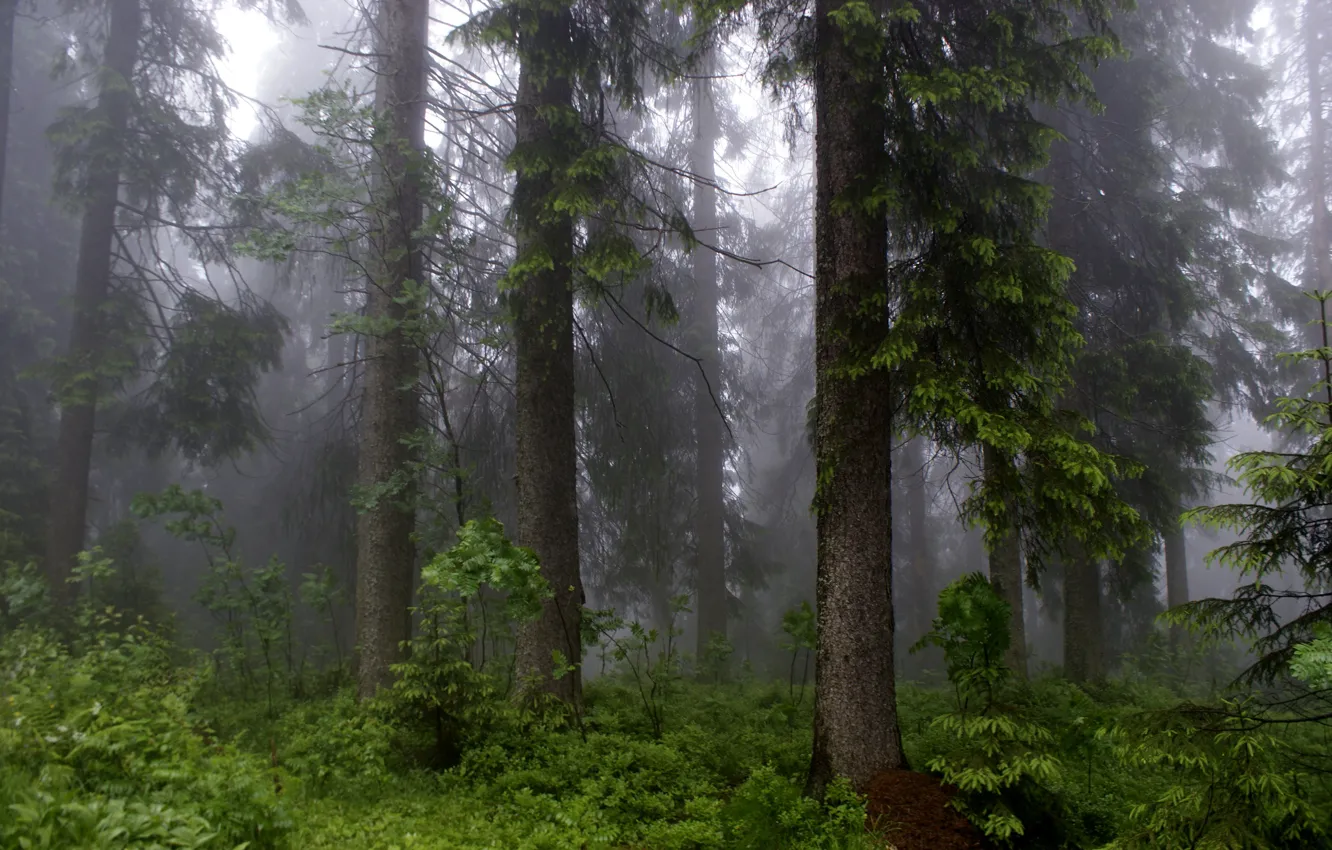 Photo wallpaper forest, trees, nature, fog