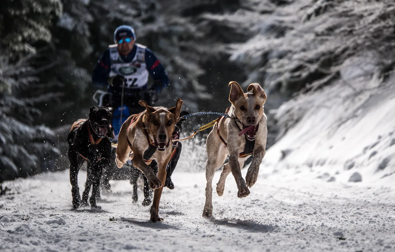 Photo wallpaper dogs, race, sport