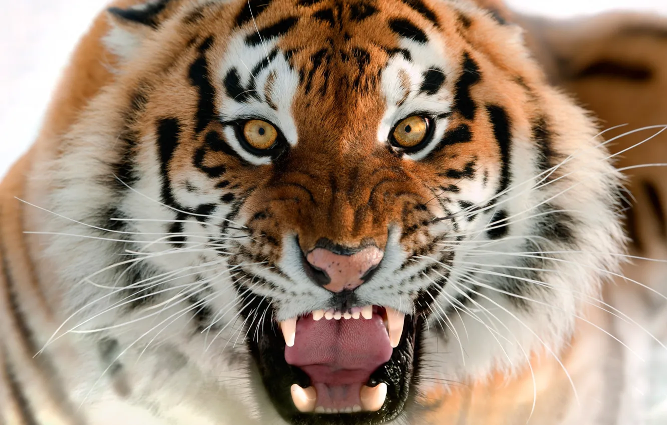 Photo wallpaper cat, face, tiger, teeth, mouth, beast, tiger, cat