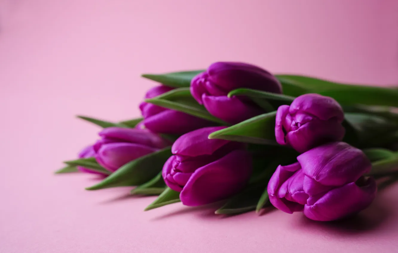 Photo wallpaper flowers, bouquet, tulips, flowers, tulips, spring, purple, bouquet