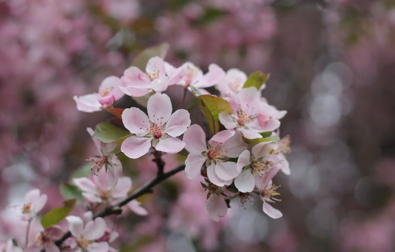 Photo wallpaper flowers, branches, spring, flowering