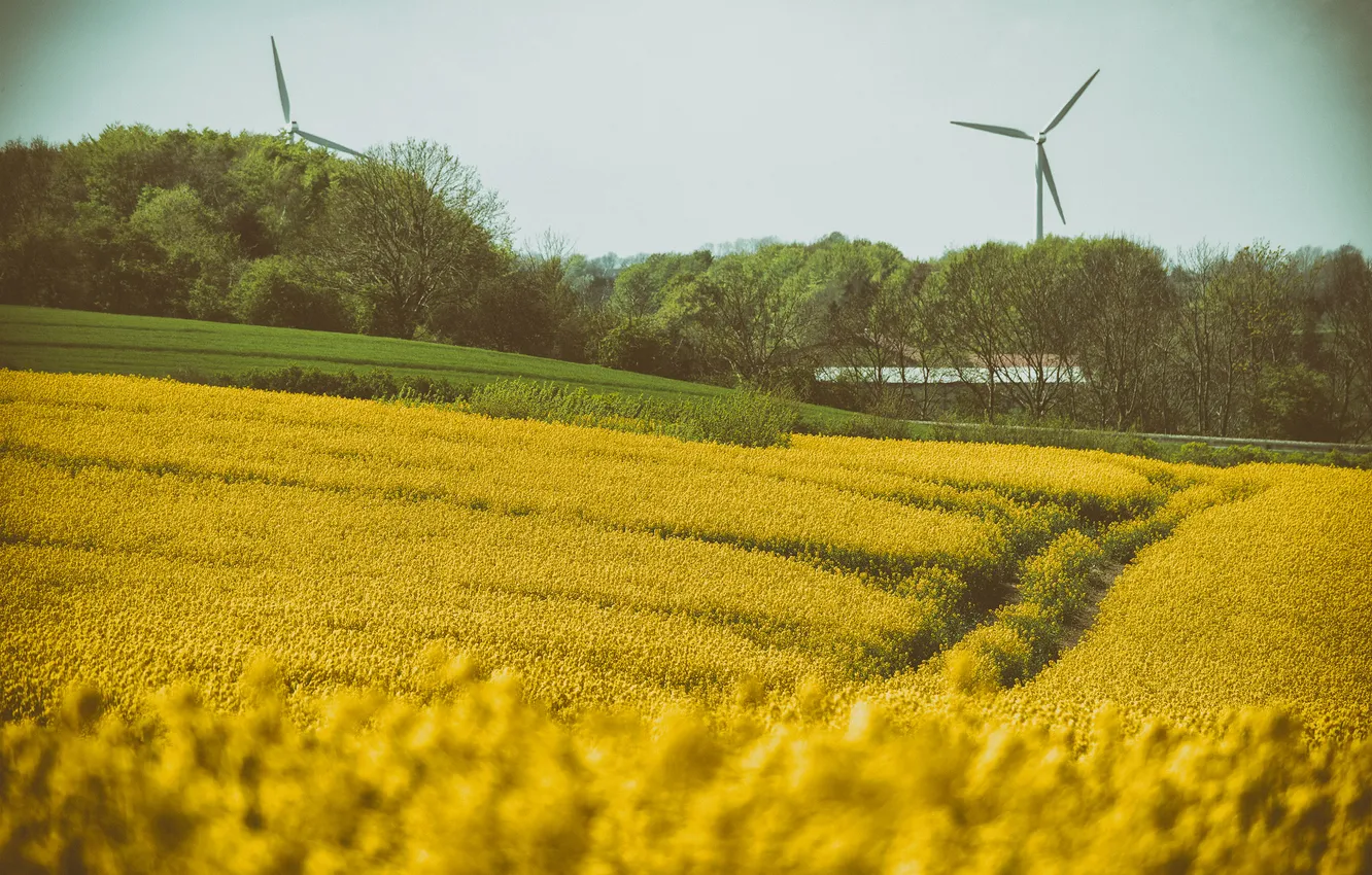 Photo wallpaper field, flowers, windmills