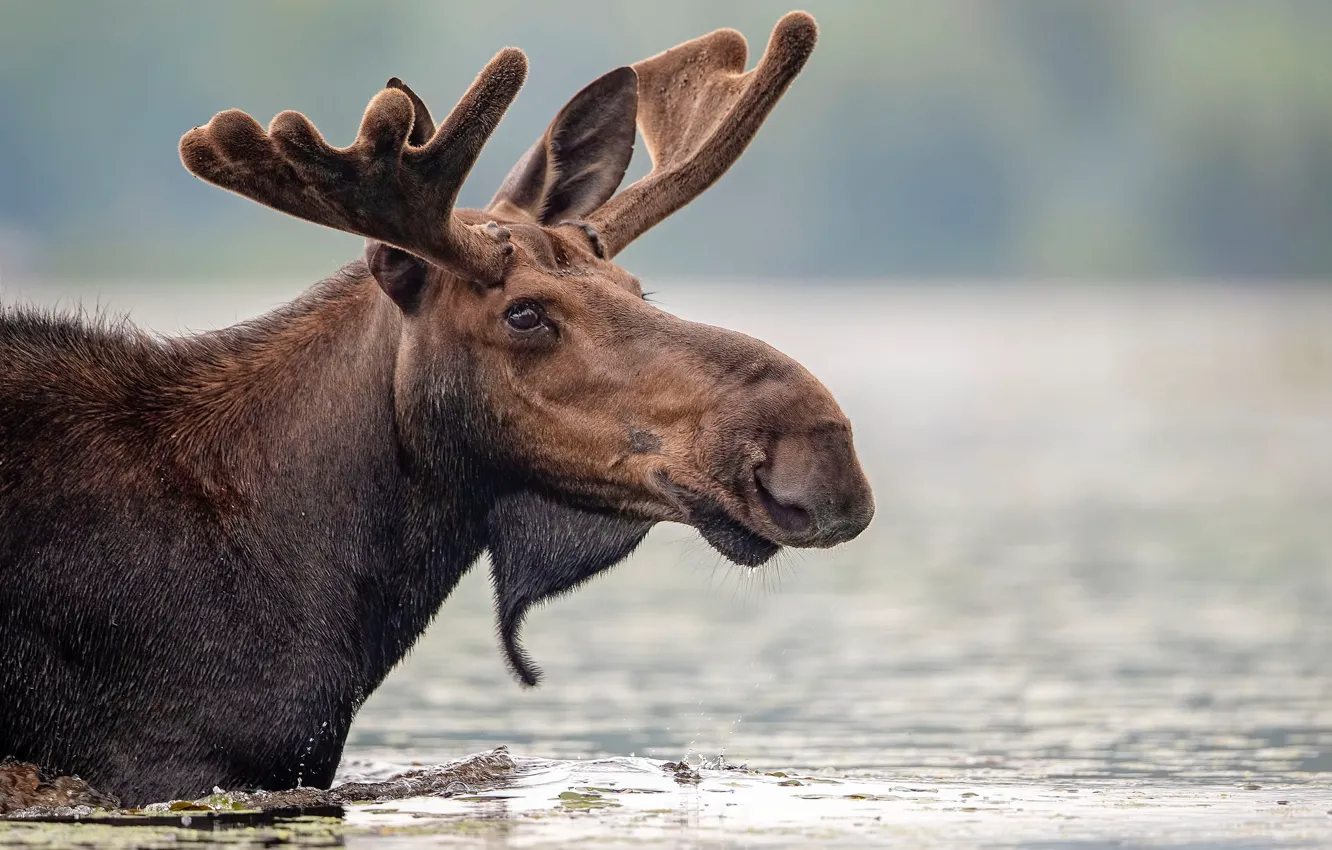 Photo wallpaper face, water, horns, moose