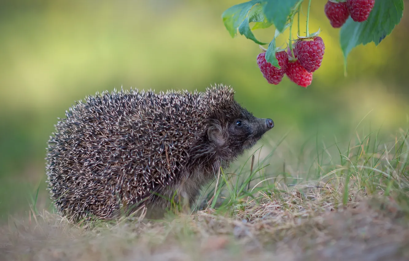 Photo wallpaper needles, berries, raspberry, muzzle, hedgehog, Alexander Gvozd