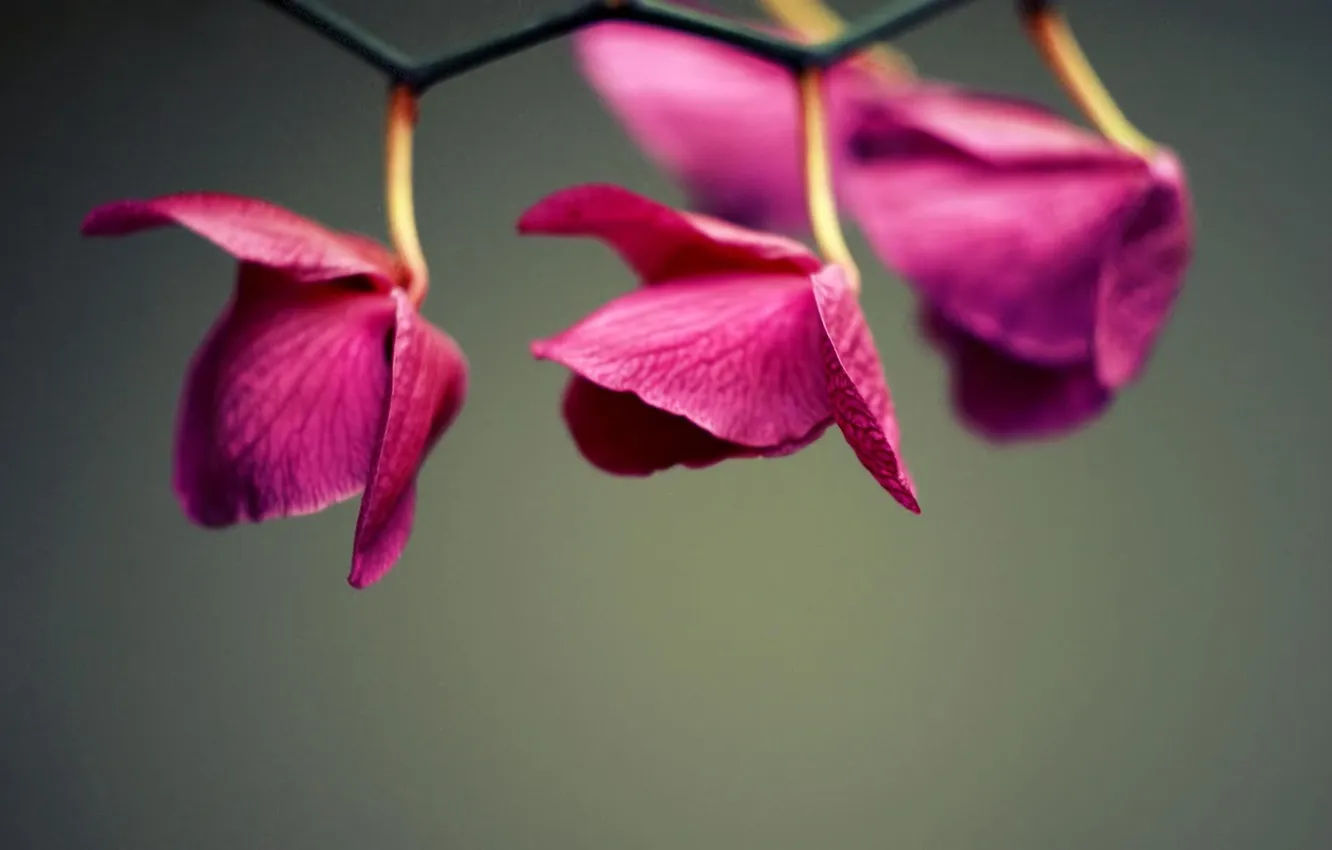 Photo wallpaper branch, three, sexy, style, Orchid, orchid, branch