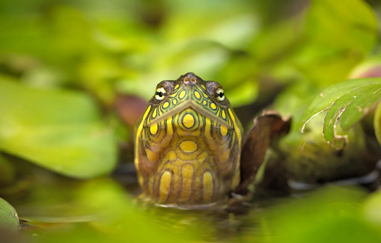 Photo wallpaper eyes, leaves, water, nature, head, red turtle