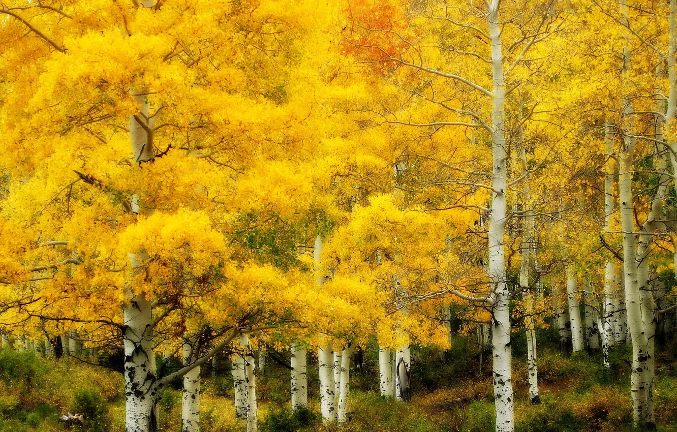 Photo wallpaper autumn, nature, gold, birch grove