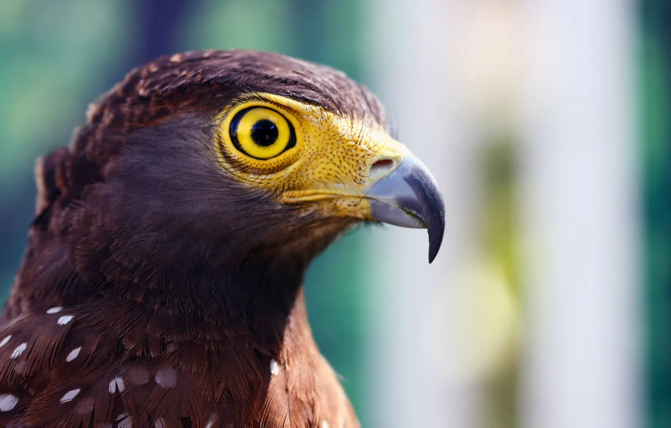 Photo wallpaper eyes, macro, bird, eagle, head, beak