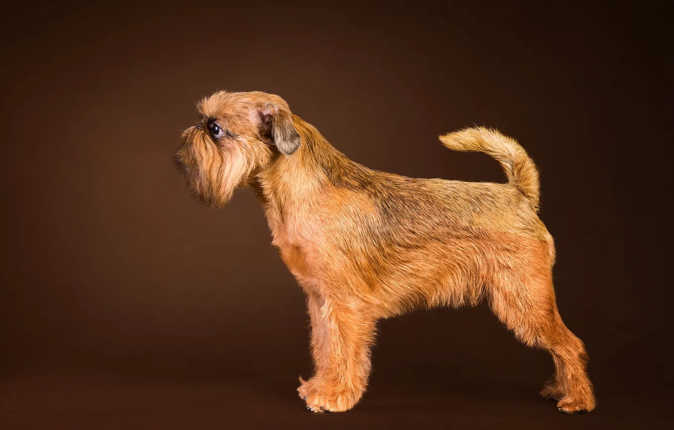 Photo wallpaper look, background, dog