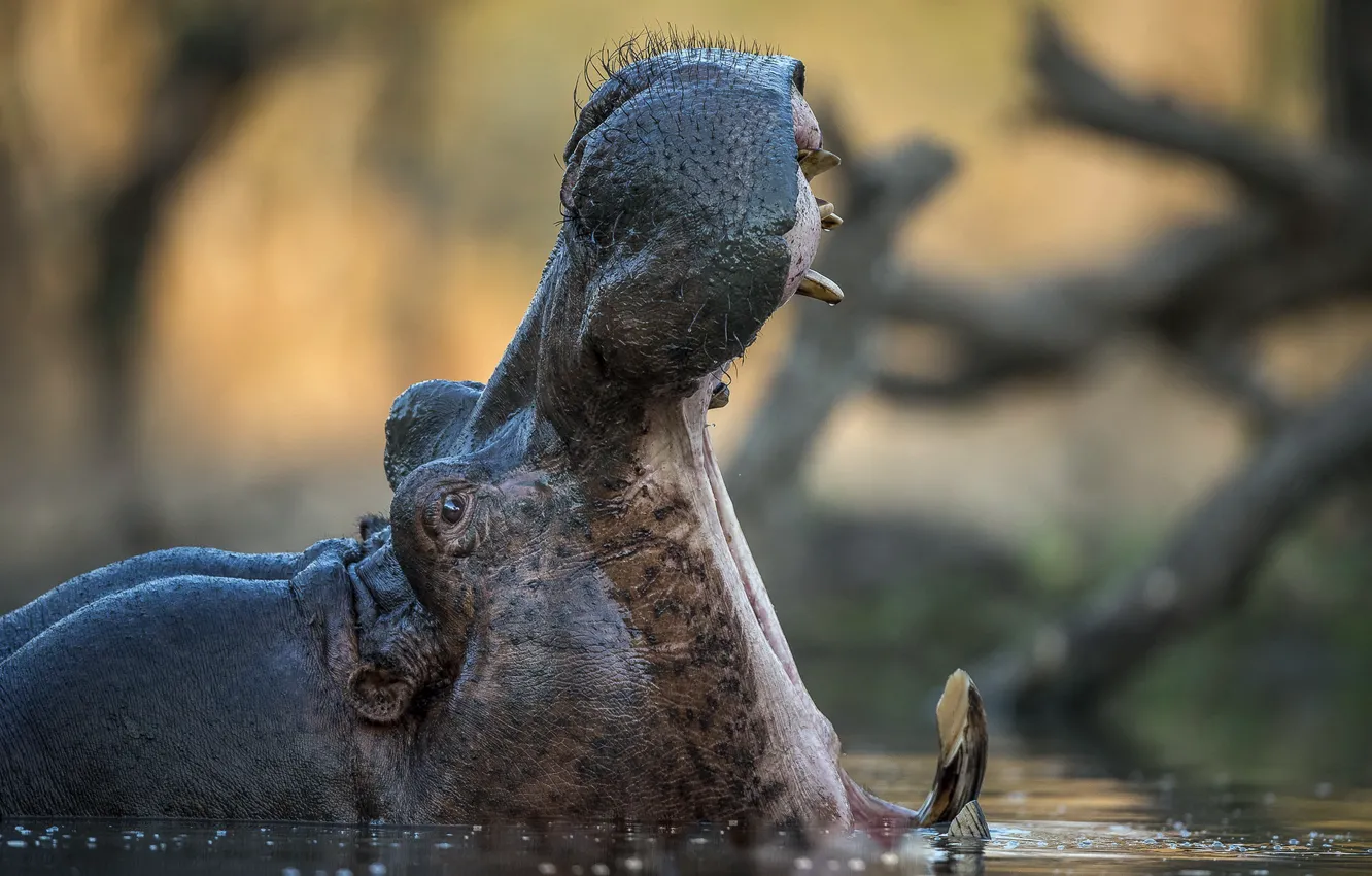 Photo wallpaper nature, mouth, Hippo
