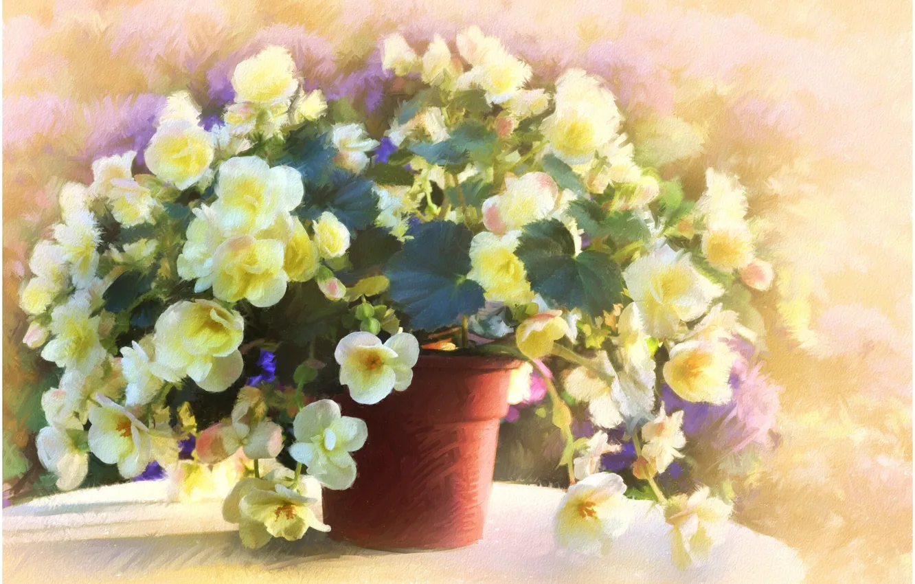 Photo wallpaper flowers, table, pot, begonias