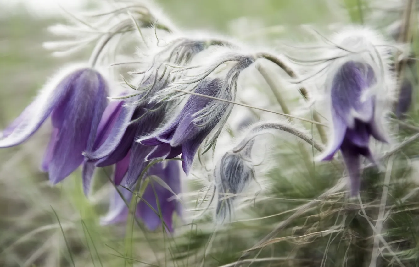 Photo wallpaper flowers, nature, sleep, flora