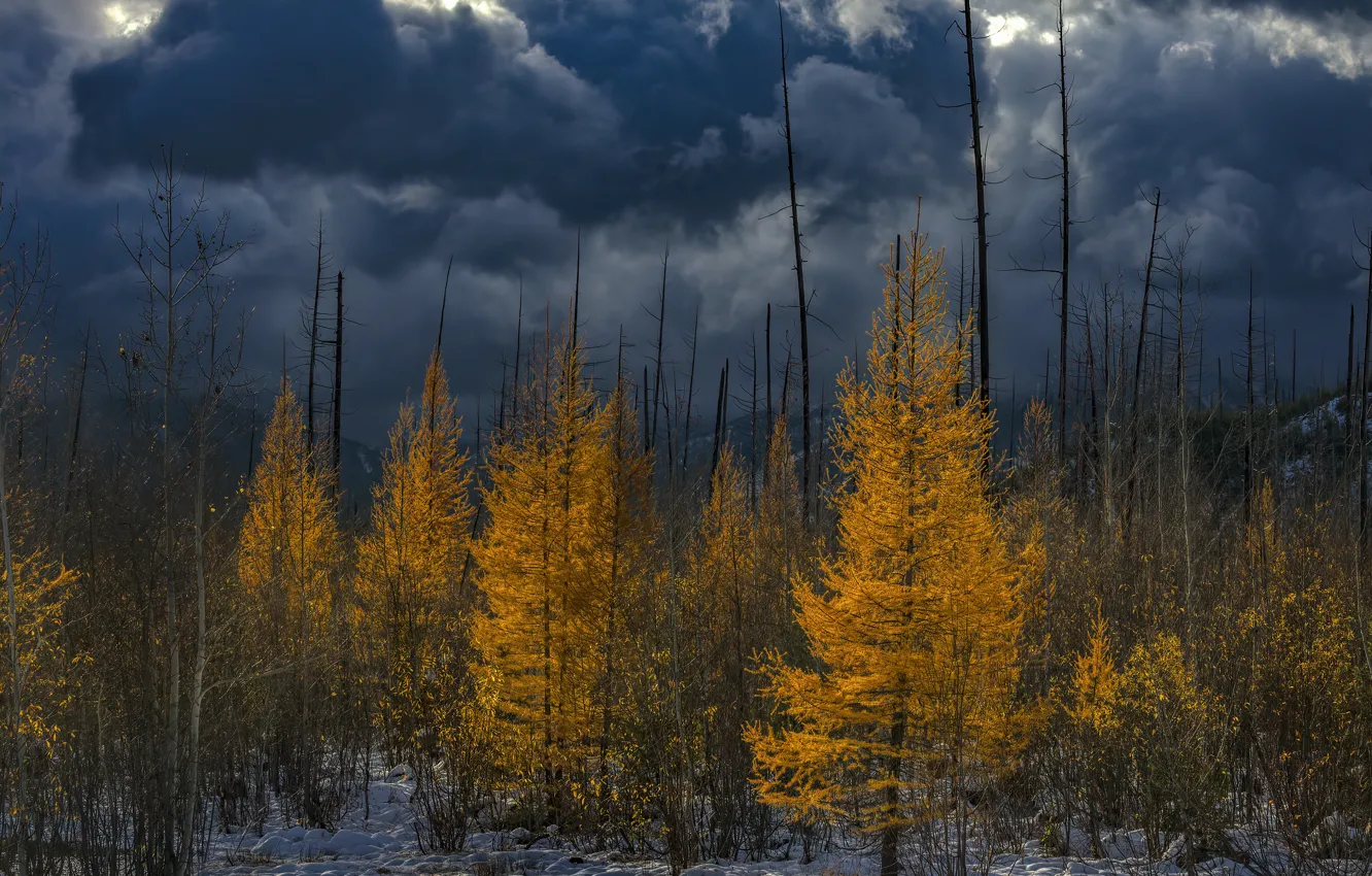 Photo wallpaper winter, autumn, forest, the sky, snow, trees, mountains, yellow