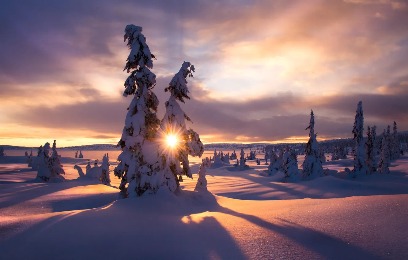 Photo wallpaper winter, the sun, rays, snow, trees, landscape, nature, morning