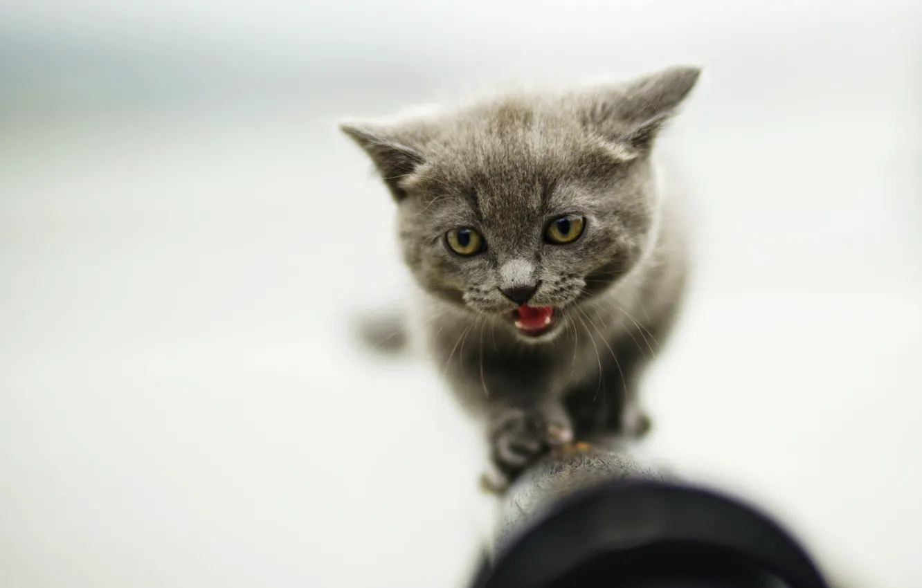 Photo wallpaper kitty, background, muzzle