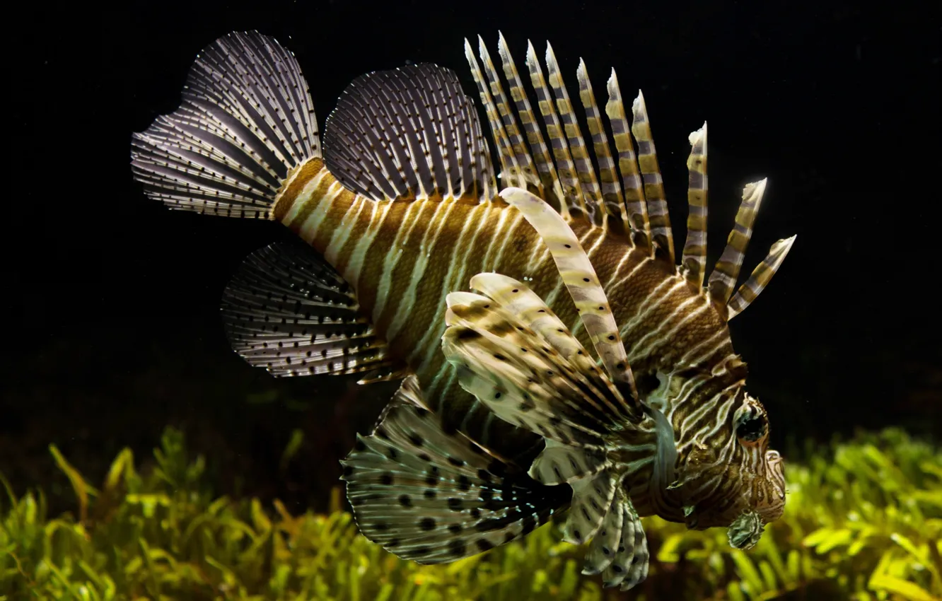 Photo wallpaper sea, the ocean, Lionfish, ray-finned fish