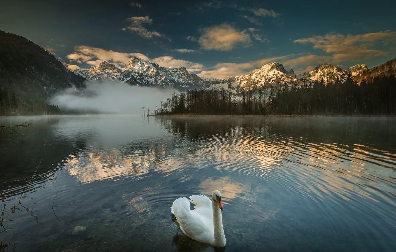 Photo wallpaper lake, shore, swans