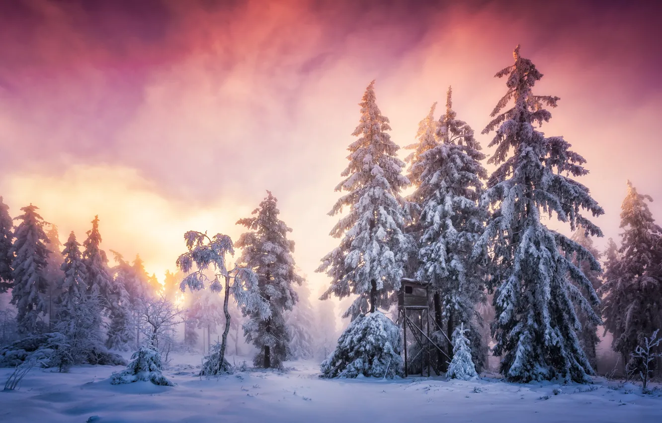 Photo wallpaper winter, frost, forest, the sky, clouds, snow, landscape, fog