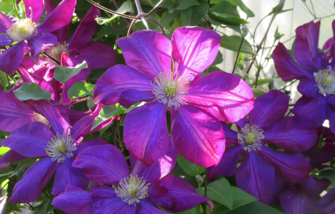 Photo wallpaper flowers, the evening, clematis, spring 2018, Mamala ©