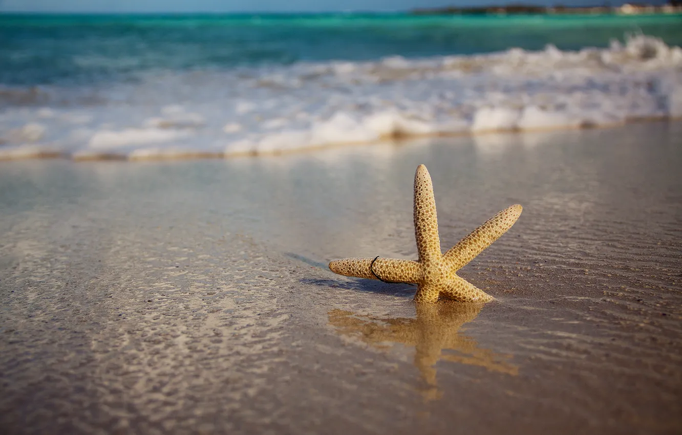 Photo wallpaper sand, wave, beach, nature, Sea, starfish