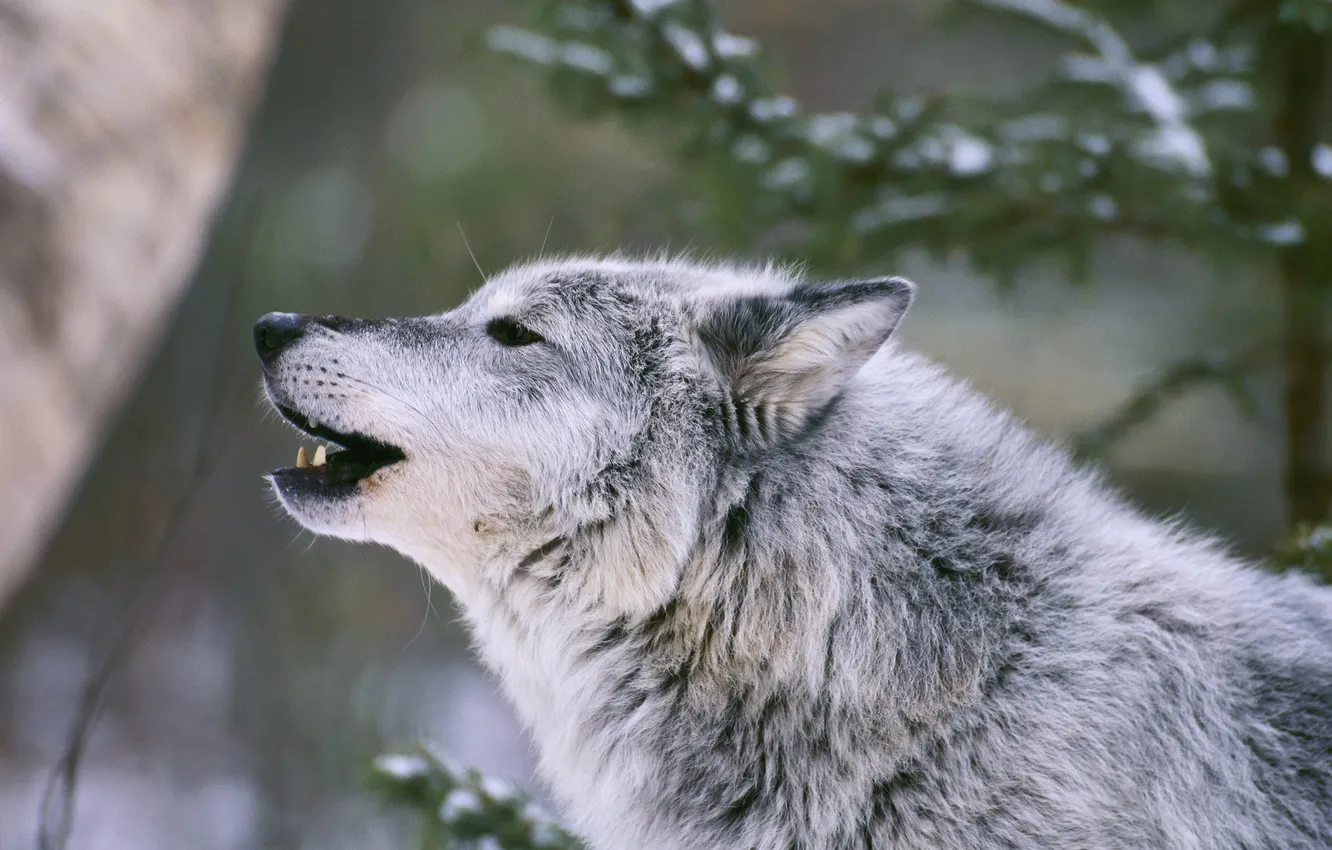 Photo wallpaper Predator, nature, animal, wolf, wildlife, portrait, portrait., Canis lupus. face