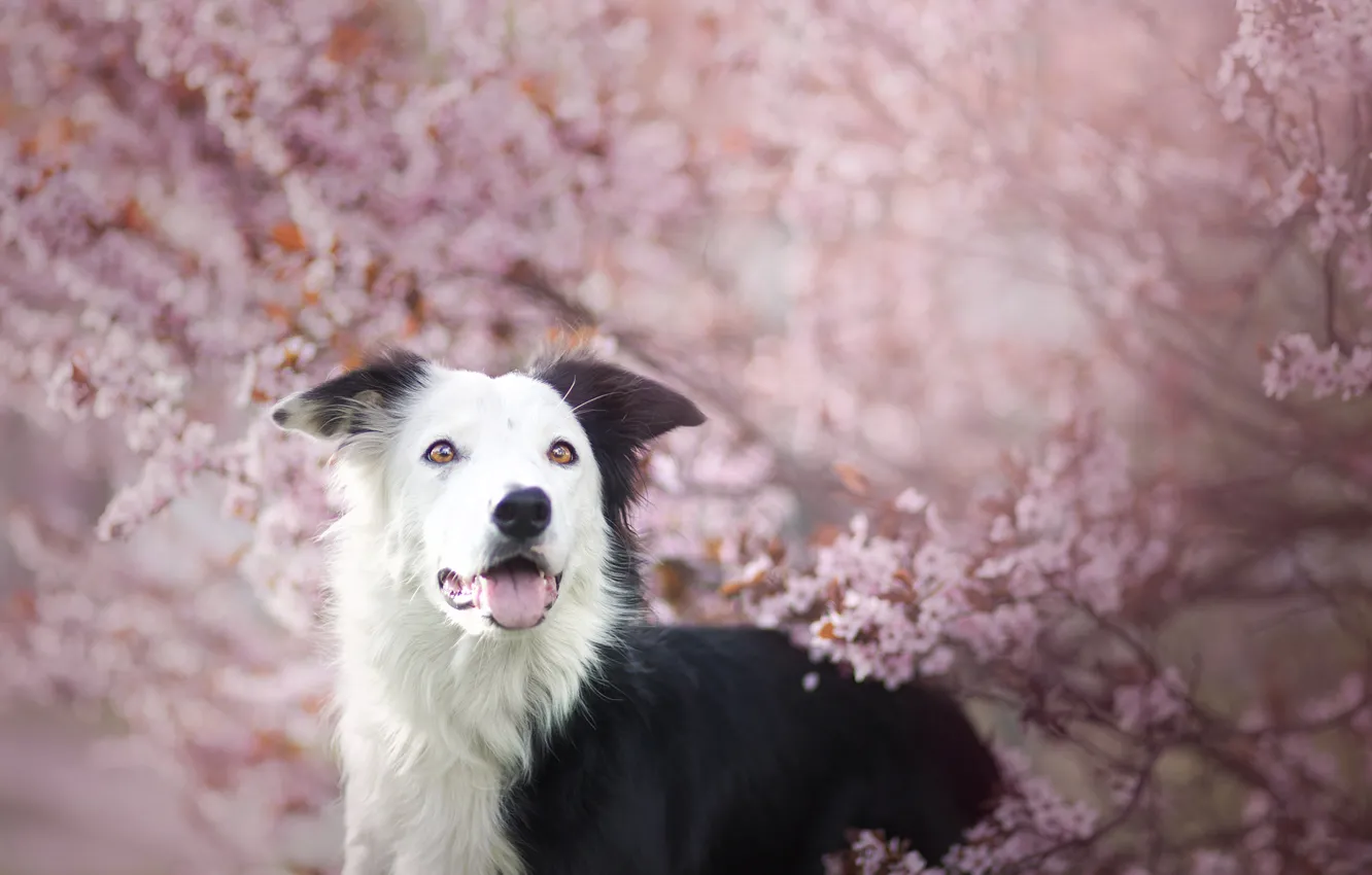 Photo wallpaper dog, spring, pink, flowering, gently, the border collie, Wallpaper from lolita777