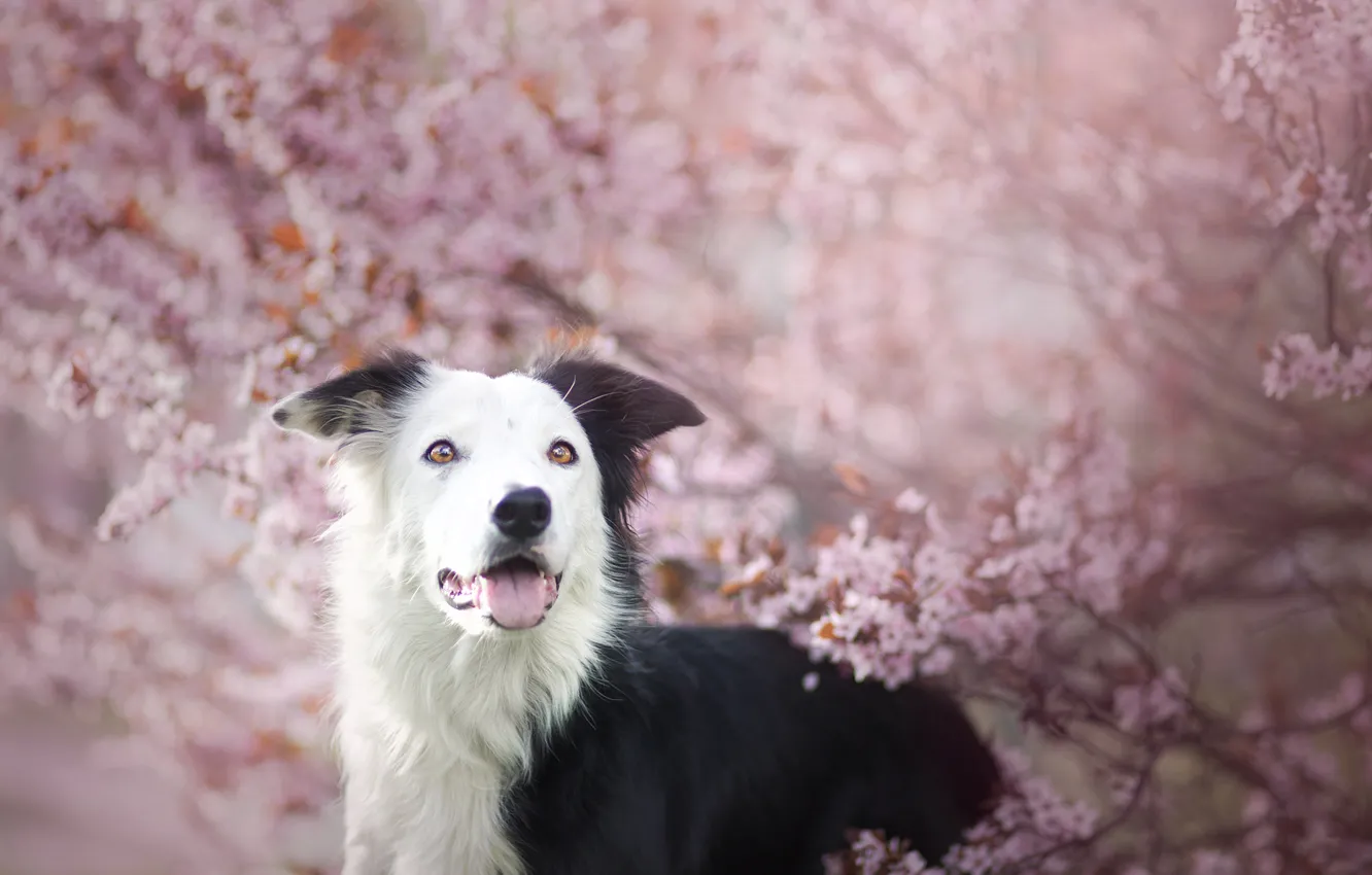 Photo wallpaper pink, dog, spring, flowering, gently, the border collie, Wallpaper from lolita777