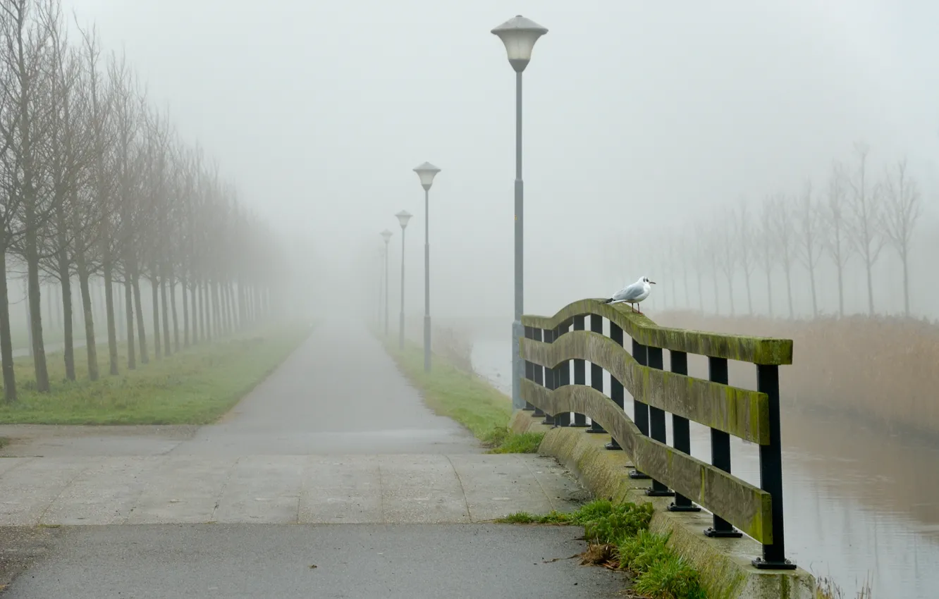 Photo wallpaper road, water, landscape, fog, bird