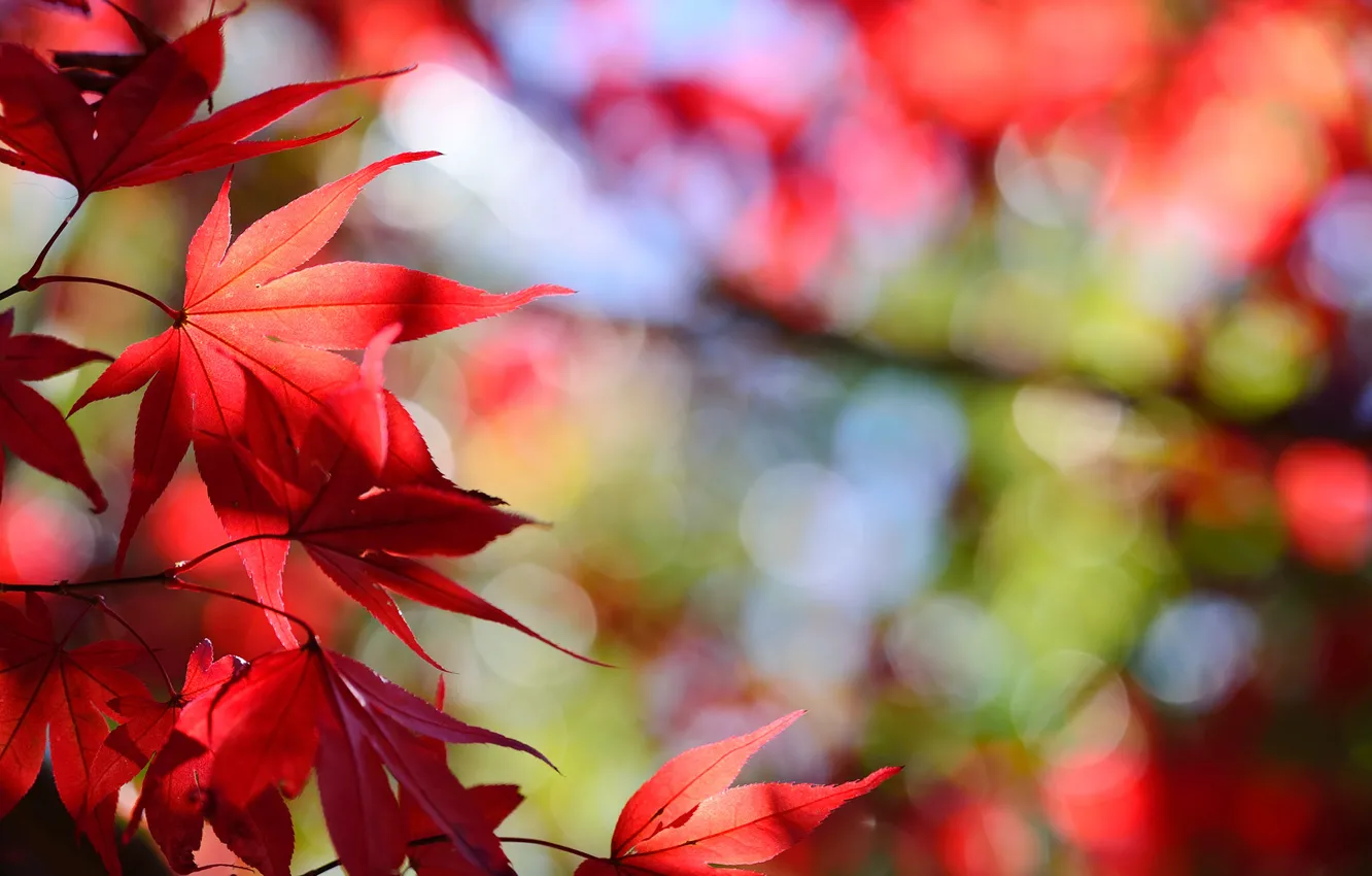 Photo wallpaper autumn, leaves, nature, foliage, red