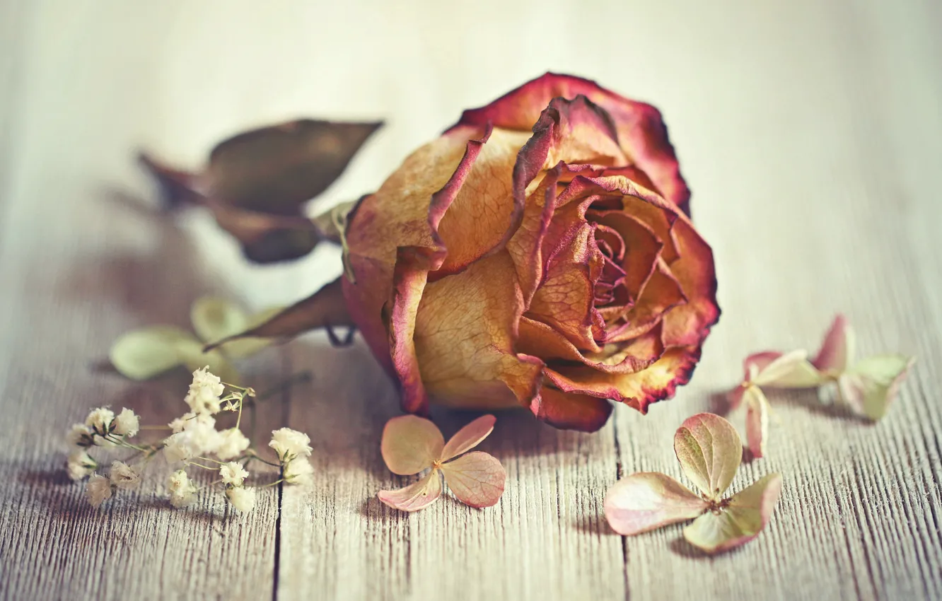 Photo wallpaper macro, rose, hydrangea