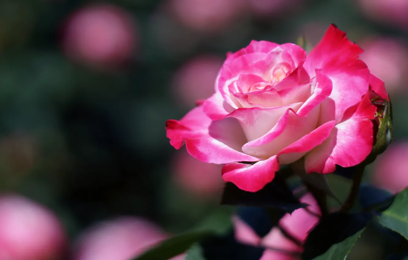 Photo wallpaper flowers, background, bright, roses, petals, pink, bokeh