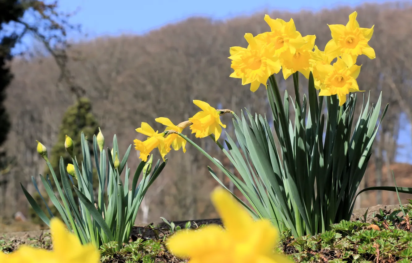 Photo wallpaper flowers, yellow, nature, spring, flowerbed, daffodils