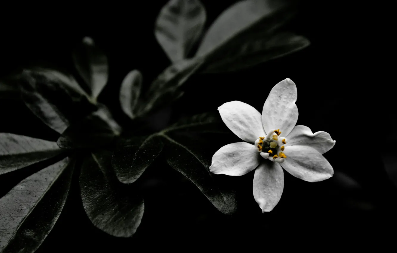 Photo wallpaper dark, nature, flowers, White flower